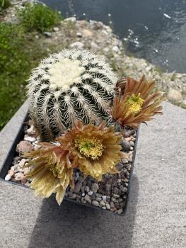 Echinocereus dasyanthus